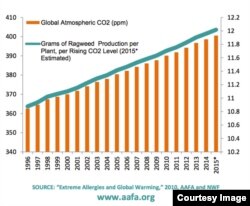 Rising Carbon Dioxide and Pollen Count