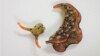 Heads up! Some Sea Slugs Grow New Bodies after Losing Head