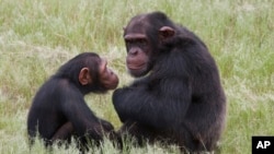 Deux chimpanzés en Afrique du Sud. 