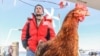 Meet Monique, the Chicken Sailing Around the World