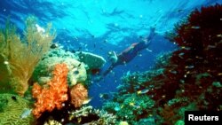 FILE - A tourist swims on the Great Barrier Reef in this undated file picture. Scientists say global warming is destroying coral reefs across the globe.