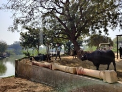 Villages like Daryapur were part of India's Green Revolution that decades ago made them prosperous but farmers face new uncertainties. (Anjana Pasricha/VOA)