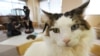 Study: Cats Not Linked to Mental Illness
