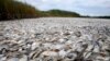 Dead pogies float in a fish kill in a pass near Bay Joe Wise on the Louisiana coast, Thursday, Sept. 16, 2010.