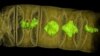 Fossils From 1.6 Billion Years Ago May Be Oldest-known Plants
