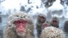 Japan Alpine Region Wants Foreign Visitors to Return