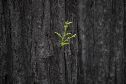FILE New growth on burned trees from the 2020 CZU Lightning Complex Fire is seen at Big Basin Redwoods State Park in Boulder Creek, Calif., Thursday, April 22, 2021. The park which was scorched last summer after lightning sparked about 650 fires in Northern California, is recovering. (AP Photo/Nic Coury)