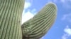 Prickly Splendor