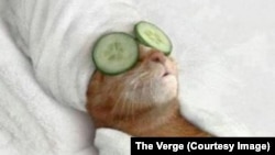 Pengguna media sosial di Belgia mengatasi stress terkait ancaman teroris di Brussels, Belgia dengan memasang foto-foto kucing. Foto kucing ini dipasang di Twitter oleh @exTimUpperClass, menurut situs The Verge..