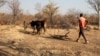 Sécheresse à Gambos, province de Huila, Angola.