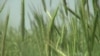 Skipping Pesticides, Farmers Control Weeds with Plants
