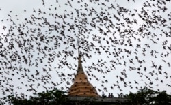 រូបឯកសារ៖ សត្វប្រជ្រៀវរាប់រយក្បាលកំពុងហោះកាត់វត្តមួយនៅក្បែរទីក្រុងបាងកក ប្រទេសថៃ កាលពីថ្ងៃទី​ ១៤ ខែកញ្ញា ឆ្នាំ ២០០៩។