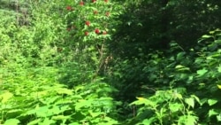 Isle Royale Trail