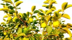دا لومړی ځل دی چې هلمند کې دغه ډول مېوې په رسمي ډول ازمایل کیږي.