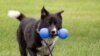 Americans Find Comfort in Pets During COVID Pandemic