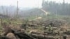 Illegal Logging Down by One Quarter Worldwide