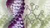 Donor DNA May Identify Early Heart Transplant Rejection