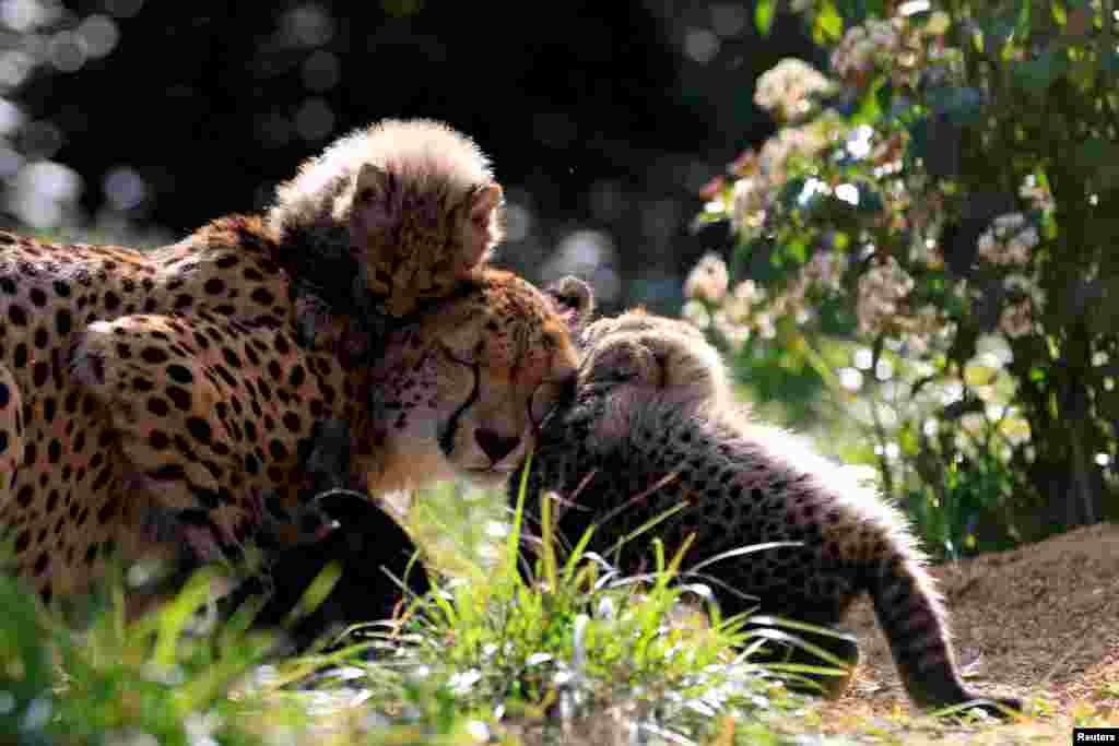 Seekor cheetah betina bernama Bastet bermain dengan ketiga anaknya di kandang mereka di Kebun Binatang Lunaret di Montpellier, Prancis. (Reuters) 
