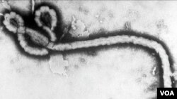 Ebola virus