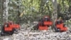 Facial Recognition Now Used to Identify and Follow Animals