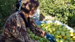 Տունն ու այգին կորցած մարդկանց կյանքը՝ ուրիշի տանը, ուրիշի այգում