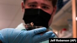 Jake Meets His Mice - Researchers are using the stem cells derived from the blood of Jake Litvag 