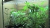 Washington State Gears Up for Marijuana Industry