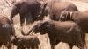 Study: Elephants May Unlock Cancer Prevention Secret