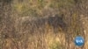 Zimbabwe Says Dehorning Rhinos Paying Off
