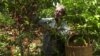Coffee Faces Double Threat to its Existence in Eastern Ethiopia