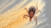 Ixodes scapularis, commonly known as the deer tick, transmits Lyme disease, the most common U.S. tick-borne illness. (Courtesy Purdue University)