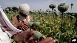 FILE - Afghan farmers collect raw opium as they work in a poppy field in Khogyani district of Jalalabad east of Kabul, Afghanistan, May 10, 2013. 