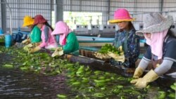 កម្មករ​វេច​ខ្ចប់​ផលិតផល​ចេក​ ដើម្បី​នាំ​ចេញ​ទៅ​ប្រទេស​ចិន​ ក្នុង​រោងចក្រមួយ​ ក្នុងស្រុក​អូរ​រាំង​ឪ ខេត្ត​ត្បូង​ឃ្មុំ​ កាលពីថ្ងៃ​ទី​២៣ ខែ​កក្កដា​ ឆ្នាំ​២០២០។​ (ស៊ុន ណារិន/វីអូអេ)