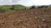 Deux hectares de champ labouré pour une culture de haricot à Loudima au Congo, le 2 avril 2019. (VOA/Arsène Séverin)