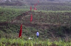 FILE - A woman walks past Chinese national flags at a crop field in Kokang, near Myanmar's border with China, March 24, 2015.