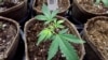 Scientists Explore How Cannabis May Fight Psychosis