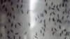 FILE - Containers hold genetically modified mosquitoes, Sept. 25, 2014.