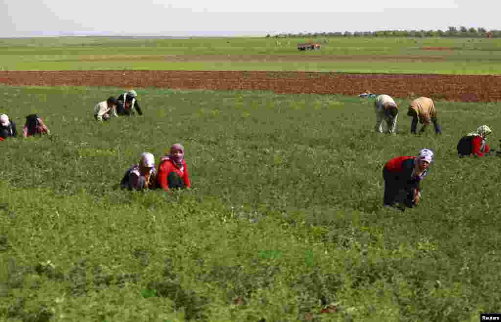People work in a field in Aleppo's countryside, April 6, 2014. 