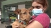 People passing by can hold, pet as well as play with the dogs to see if they feel a connection and consider adopting one. (Dave Grunebaum/VOA)