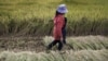 Study: Farming Legacy a Factor in Present-Day Behavior
