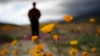 In California, Winter Deluge Brings Desert Blooms