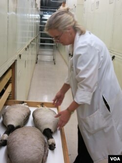 A Canada Goose, like those in the bird species collection at the Smithsonian, brought down an airplane in New York in 2009. (Rosanne Skirble/VOA)