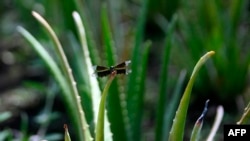 Tanaman lidah buaya (Aloe Vera), tanaman obat yang tetap bertahan di masa pandemi. (Foto: ilustrasi).