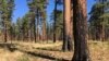 Controlled Burns Seen as a Way to Reduce Large Forest Fires 
