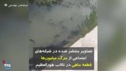  تصاویر منتشر شده در شبکه‌های اجتماعی از مرگ میلیون‌ها قطعه ماهی در تالاب هورالعظیم