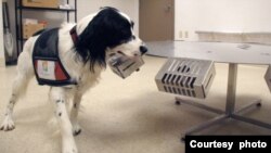 Pas za otkrivanje raka u Penn Vet Working Dog Centru njuši uzorke na kotaču od nehrđajućeg čelika. (Ljubazošću Penn Vet Working Dog Centra)