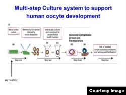 Schematic image of human egg development in laboratory