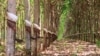 រដ្ឋាភិបាល​ឱ្យ​ក្រុមហ៊ុន​១២​បន្ត​អភិវឌ្ឍ​ក្នុង​ពេល​មាន​ការ​រិះគន់​គោល​នយោបាយ​ដីសម្បទាន​