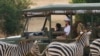 Ibu Negara AS, Melania Trump mengamati zebra saat bersafari di Taman Nasional Nairobi di Nairobi, Kenya, 5 Oktober 2018.