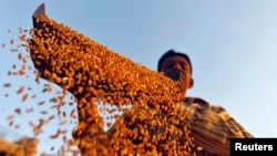 Seorang petani mengayak gandum di sebuah pertanian di pinggiran Kota Ahmedabad, di barat India, 6 Maret 2013. (File:Dok)